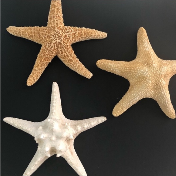 NWT Large 20x30” Black Canvas STARFISH COLLECTIBLE ART - Picture 4 of 7